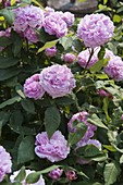 Art Garden Rosa 'Jacques Cartier'