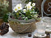 Helleborus niger 'Josef Lemper' (Christmas rose) in basket