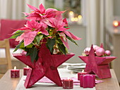 Euphorbia pulcherrima 'Angel pink', pink wooden star