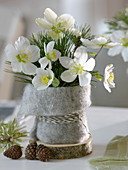 Small bouquet of Helleborus niger with Pinus