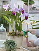 Sprinkling Cattleya trianae (orchid), Pilea (gunner's flower)