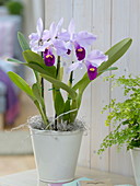 Cattleya trianae (orchid)