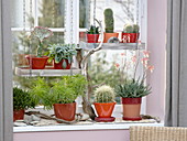 Cacti and succulents by the window