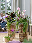 High baskets planted with orchids and basket marant