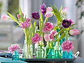 Tulipa 'Black Hero' 'Dior' 'Dynasty' (Tulpen) in verschiedenen Glasflaschen