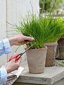 Schnittlauch (Allium schoenoprasum) schneiden