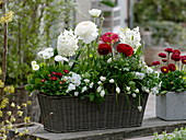 Red-white planted basket box