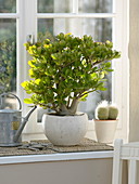 Crassula ovata, Echinocereus, watering can