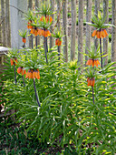 Fritillaria imperialis 'Premier' in the cottage garden on the fence