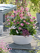 White bowl with Aquilegia 'Spring Magic', Tulipa 'Peach Blossom'