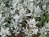 Artemisia 'Valerie Finnis' (garden mugwort)