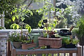 Pflanztisch auf Balkon : Tomaten (Lycopersicon), Thymian (Thymus)