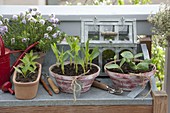 Vegetable seedlings in trays pre-grown