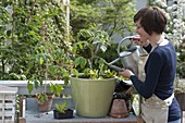 Frau gießt frisch gepflanzte Tomate (Lycopersicon)
