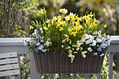 Basket with Narcissus 'Tete a Tete', Bellis