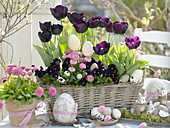Basket with tulipa 'Queen of the Night' (Tulip), bellis