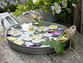 Flat zinc bowl with floating flowers of Rose (rose)