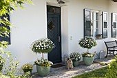 House entrance with Argyranthemum frutescens 'Stella 2000', 'Duplo White'.