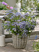 Blue early summer bouquet of Phacelia (bee friend) in basket vase