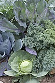 Vegetable patch with mixed cabbage species