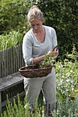 Frau mit Korb erntet Kräuter im Garten