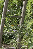 Old wooden ladder as a climbing aid for Clematis viticella 'Betty Corning'