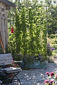Hops as privacy screen in tin box with climbing aid on garden shed