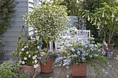Solanum rantonnetii 'Alba' syn. lycianthes (white gentian tree)