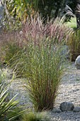 Miscanthus sinensis 'Silver Spider' (miscanthus) in the pebble bed