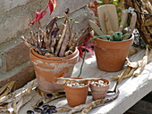 Clay pots with dried beans (Phaseolus)