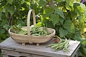 Basket of freshly picked beans (Phaseolus coccineus)