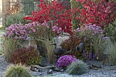 Autumn pebble bed with grasses and perennials