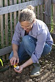 Woman sowing Helianthus (sunflower) by the fence
