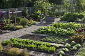 Vegetable garden with beans (Phaseolus), salad (Lactuca)
