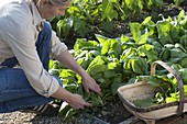 Woman harvesting spinach 'Madator' (Spinacia oleracea) in vegetable patch