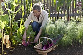 Woman harvesting Swiss chard 'Bright Lights', fennel