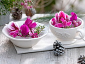 Pink cyclamen (cyclamen) flowers, branches with berries