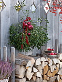 Viscum album (mistletoe) with berries over firewood stacks
