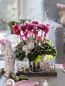 Christmas cyclamen decorated with white balls