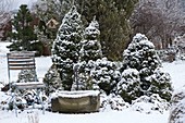 Snowy garden with Picea glauca 'Conica' (sugarloaf spruce)