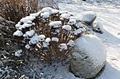 Sedum telephium (stonecrop) with snow, natural stones on the edge