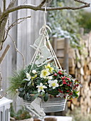Winter hardy hanging zing container planted with Helleborus niger