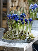 Iris reticulata in moss on zinc tray, decorated with branches