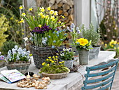 Spring Table Narcissus' Tete a Tete ', Iris histrioides' Geor