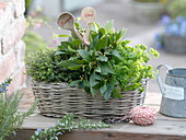 Herbs box with bouquet garni