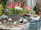 Tulipa (Tulpen), Primula acaulis (Primeln), Crocus vernus (Krokus)