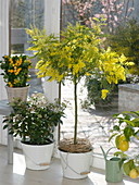 Acacia dealbata (Mimose), Viburnum tinus 'Eve Price' (Lorbeerschneeball)