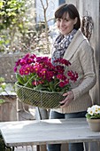 Woman with primula elatior (tall primroses) in wire basket