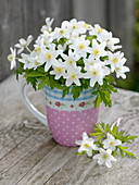 Small Anemone nemorosa (Wood anemone) bouquet in cup