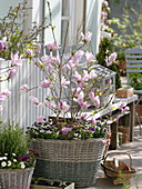 Magnolia fraseri 'Georg Henry Kern' (Magnolie) unterpflanzt mit Viola cornuta
